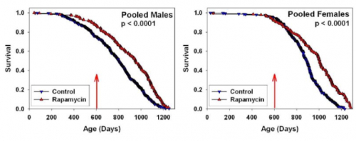 　　图3 对照组小鼠与被喂食雷帕霉素的小鼠的生存曲线对比