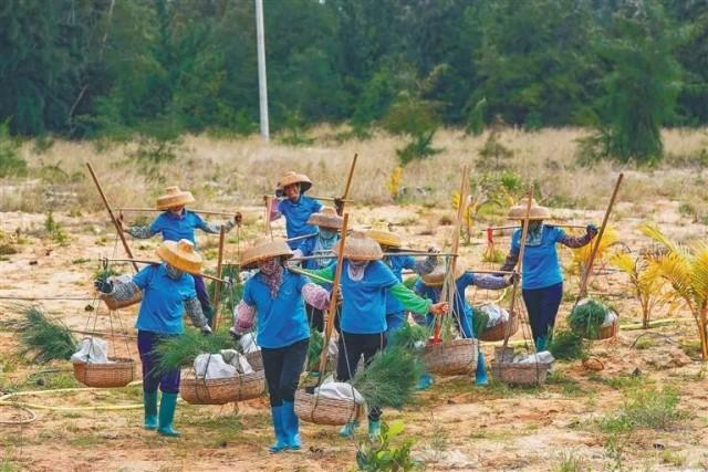 2022年植树节，在昌江棋子湾，植树“娘子军”在流沙上栽种海防林树苗。海南日报记者陈元才 摄