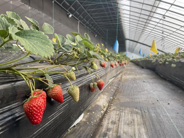 农业中关村“博士农场”的草莓进入了丰果期。新京报记者 沙雪良 摄