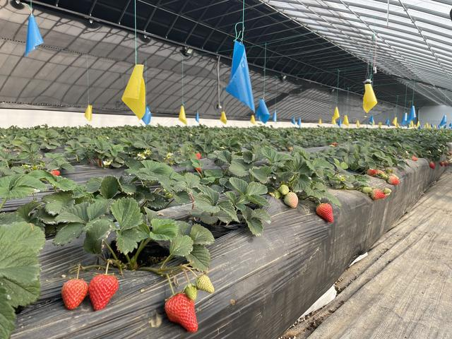 农业中关村“博士农场”的草莓进入了丰果期。新京报记者 沙雪良 摄