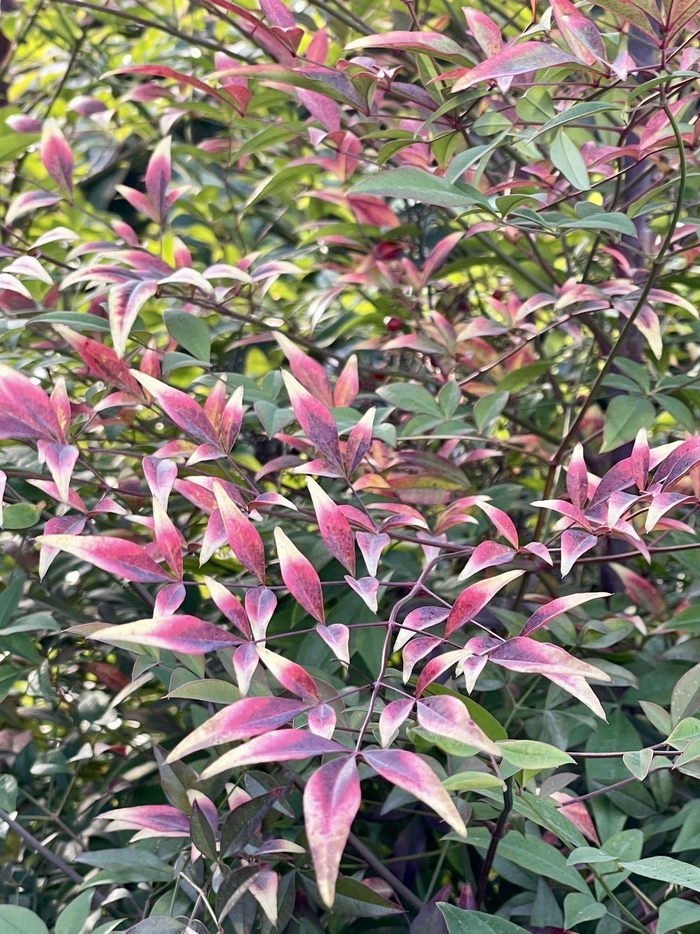 流花湖公园里的南天竹