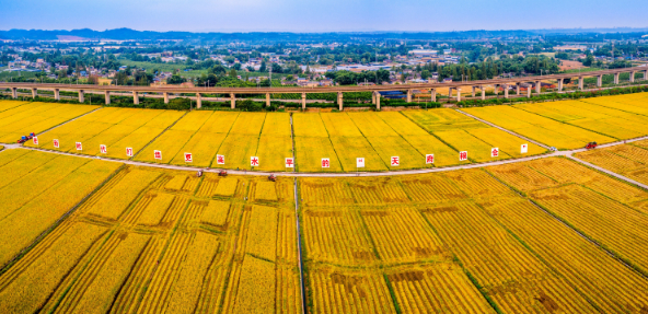 图为眉山市东坡区太和镇高标准农田。