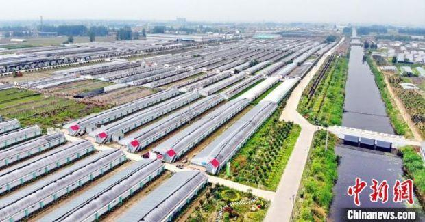 航拍新庄村“羊肚菌+桑蚕”轮作基地场景。　棠张镇政府供图