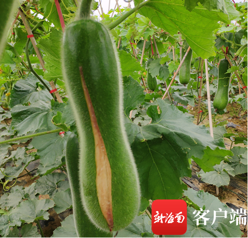 海南省北部地区农业生产实地调查冬瓜受害照片