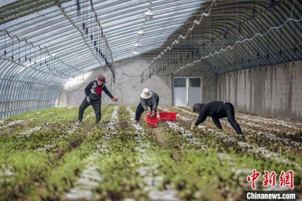 每年正月底，菌农开始采摘羊肚菌。　棠张镇政府供图