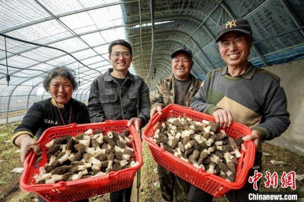 2022年羊肚菌种植基地喜获丰收，菌农笑逐颜开。　棠张镇政府供图