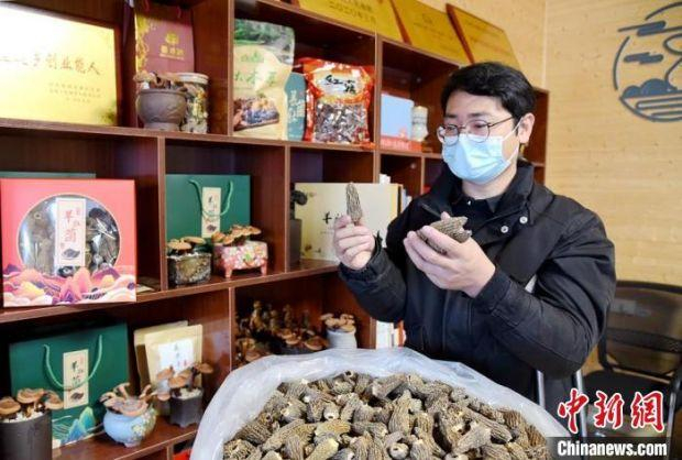 春节前干羊肚菌成为刘欢欢线上销售的主打产品。　朱志庚　摄