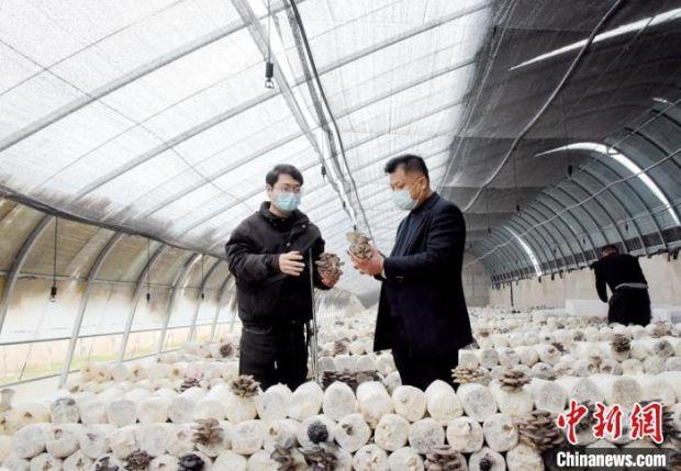 新庄村党支部书记徐伟来到刘欢欢的平菇大棚内，商量春节前销售思路。　朱志庚 摄
