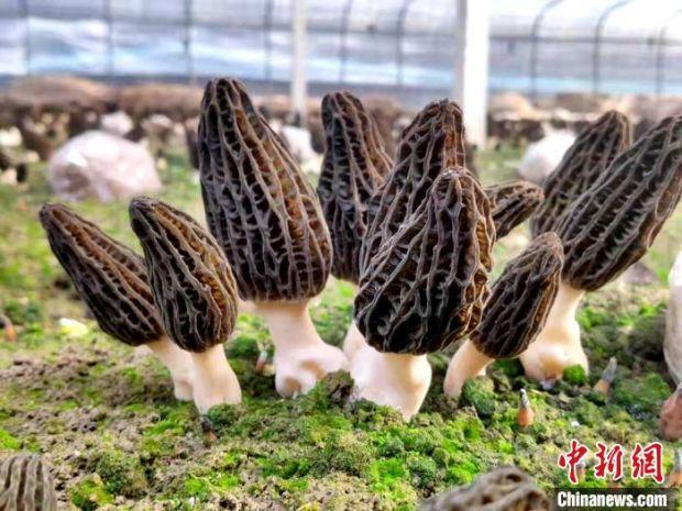 长势良好的羊肚菌。　棠张镇政府供图