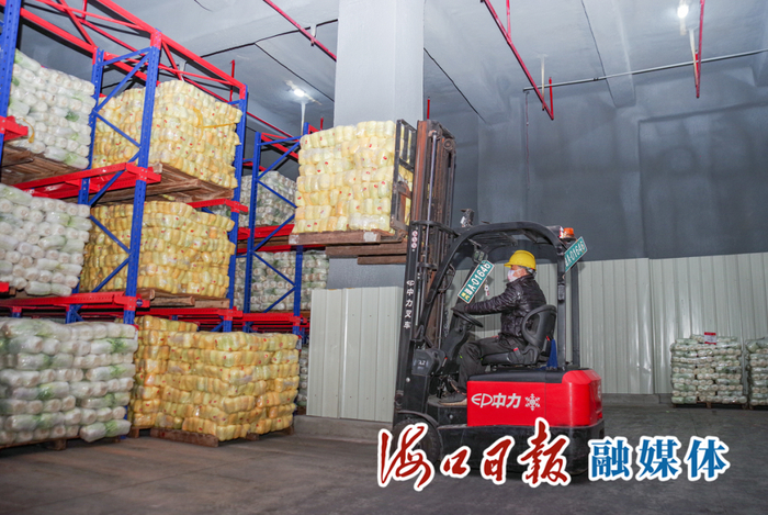 1月12日，在海口市菜篮子江楠农产品批发市场，工作人员正将娃娃菜搬运至恒温冷库中。海口日报融媒体记者 孙士杰 摄