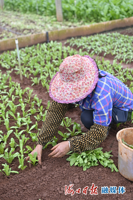 1月12日，在海口市秀英区海秀镇群东岭蔬菜基地，农户正在栽种青菜苗。海口日报融媒体记者 石中华 摄