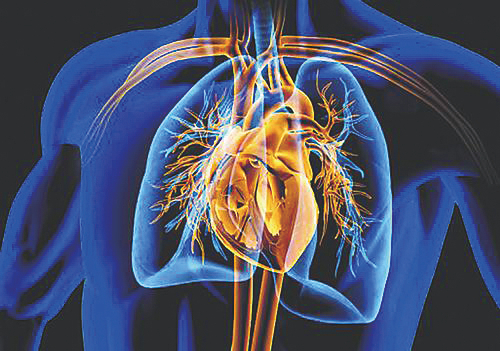 人造心脏研究取得重要进展。