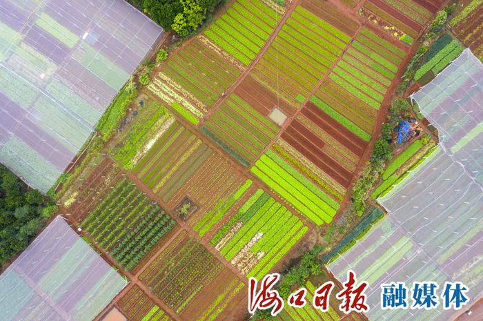 1月12日，鸟瞰海口市秀英区海秀镇群东岭蔬菜基地。海口日报融媒体记者 石中华 摄