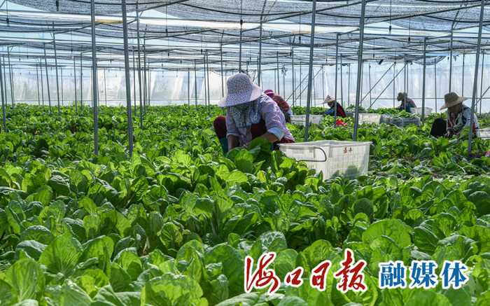 在琼山区农丰源常年蔬菜基地现场，菜农正在加快收割本地叶菜。海口日报融媒体记者 苏弼坤 摄