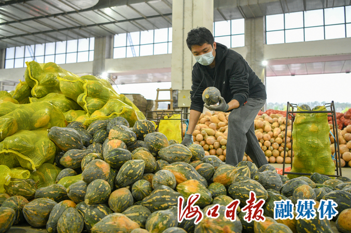 1月4日，在海口市菜篮子江楠农产品批发市场，工作人员正将南瓜打包装袋。海口日报融媒体记者 苏弼坤 摄