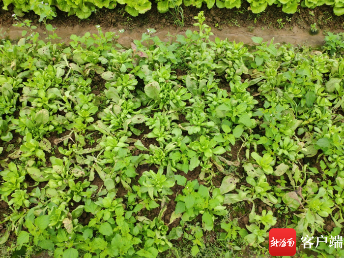 海南省北部地区农业生产实地调查叶菜受害照片