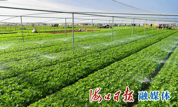 在龙华区城西镇苍东村蔬菜基地，绿油油的冬季蔬菜长势喜人。海口日报融媒体记者 张俊其 摄