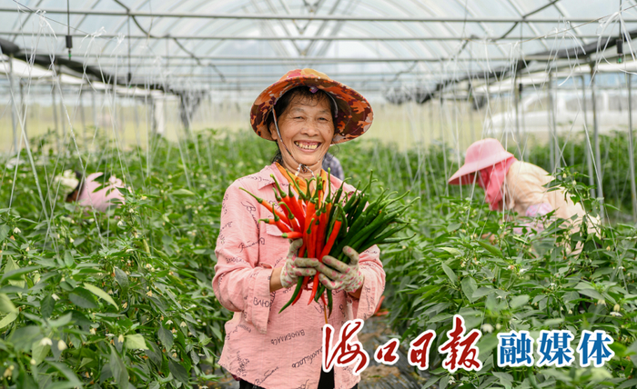 1月12日，在琼山区甲子镇大同常年蔬菜基地内，抱着丰收的线椒，工作人员笑得合不拢嘴。海口日报融媒体记者 苏弼坤 摄