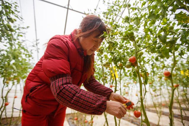 1月12日，密云区河南寨镇套里村，村民正在大棚里采摘西红柿。新京报记者 王子诚 摄 