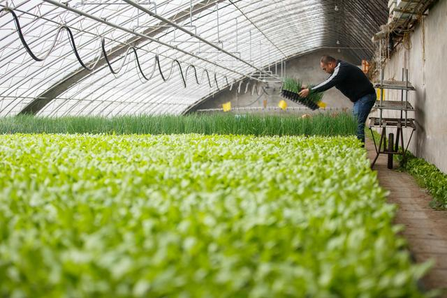 1月12日，密云区河南寨镇套里村，村民在大棚间倒苗。新京报记者 王子诚 摄