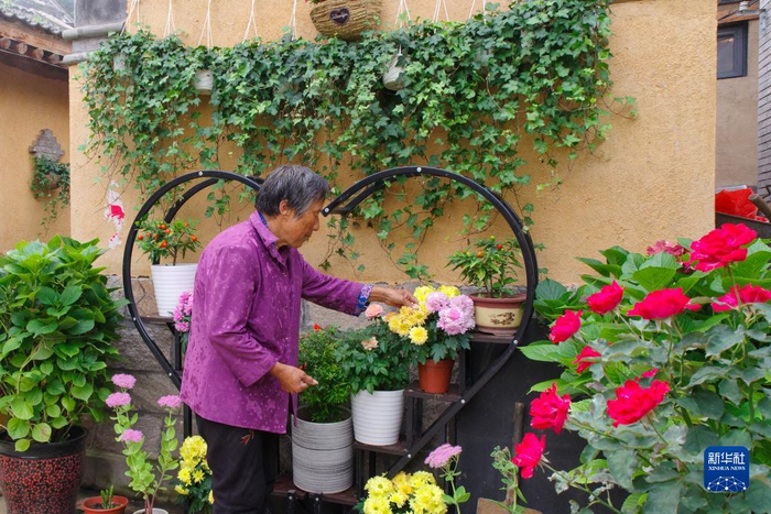 2020年8月30日，在河北省阜平县骆驼湾村，村民唐宗秀在打理院子里的花草。新华社发（李玉亮 摄）