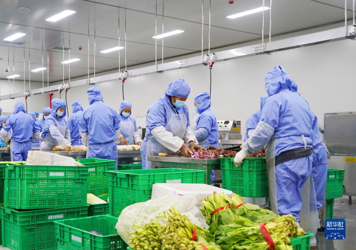 2022年8月17日，在河北省阜平县预制菜生产企业的车间里，工人在忙碌。新华社发（王玉国 摄）