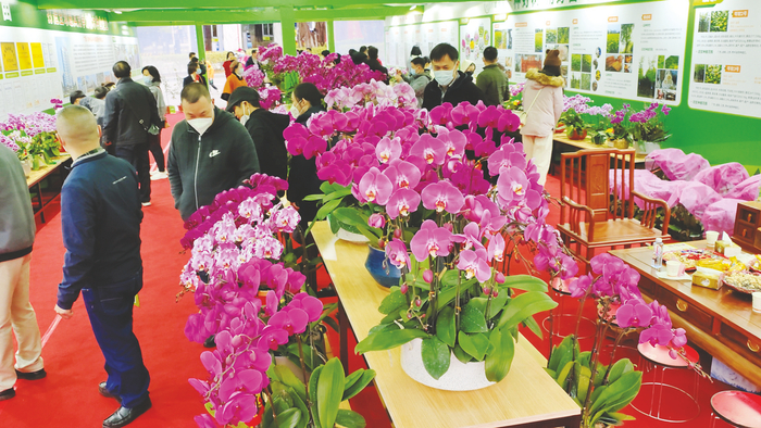     ▲花市展销的蝴蝶兰为南宁市本土企业培育