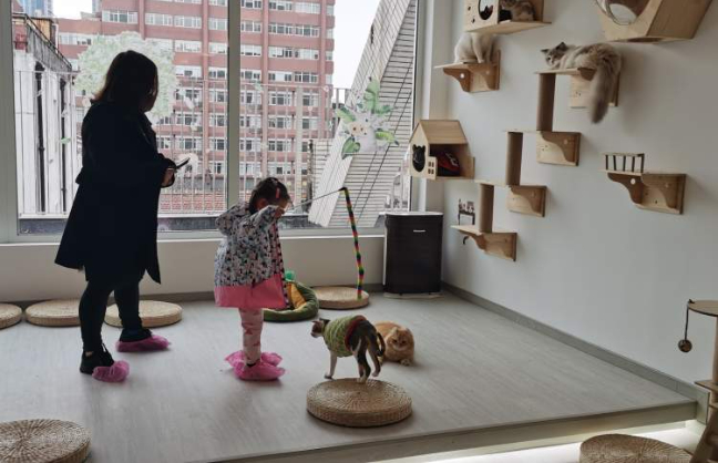 小朋友在店内逗猫