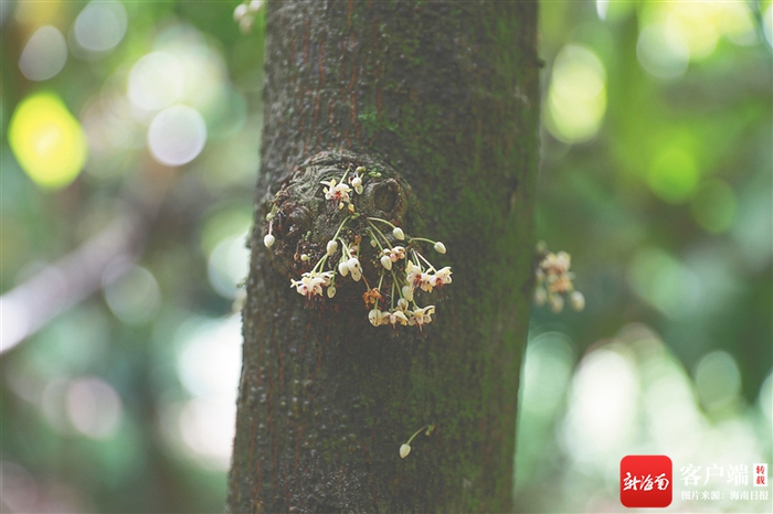 　　可可茎干上长出细小的花朵。 海南日报记者 李天平 摄