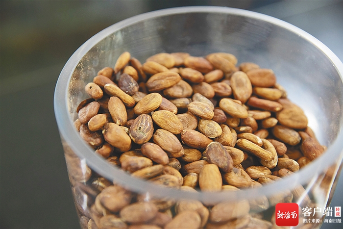 　　可可豆。海南日报记者 陈若龙 摄