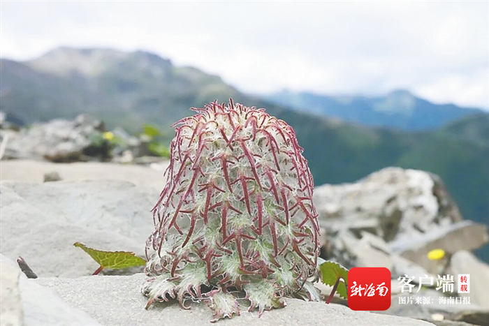 雪兔子。资料图 