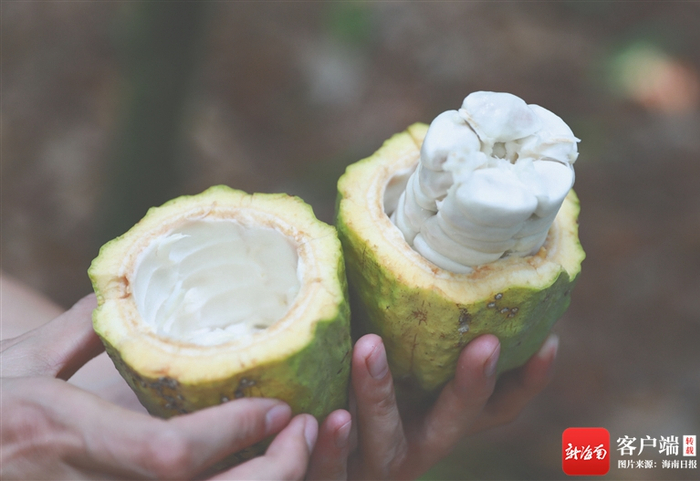 　　可可果的果肉。海南日报记者 李天平 摄