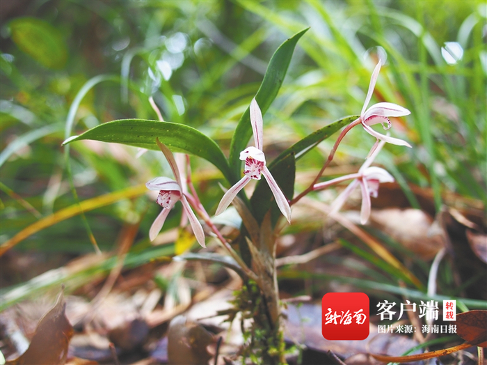 海南热带雨林中的兔耳兰。卢刚 摄