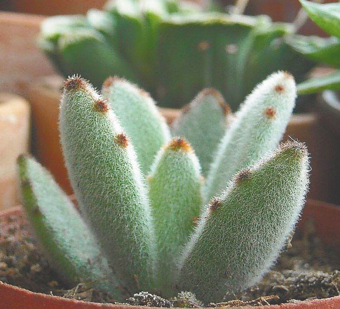 月兔耳。资料图