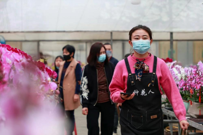 （龙凤兰园种植基地，不少人前来选购年花。梁远浩摄）