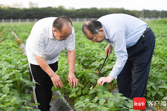 　　张孟臣（右）在查看大豆的长势。记者 沙晓峰 摄