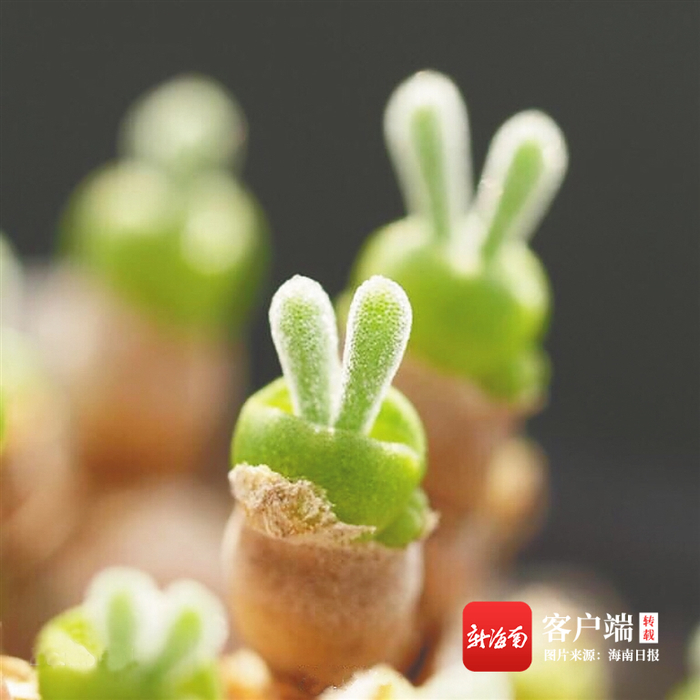 玉兔耳（碧光环）。资料图