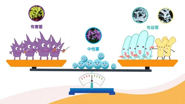 　　肠内菌群平衡是保持肠道健康的关键