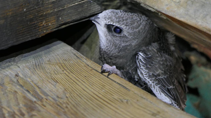 北京雨燕（Apus apus pekinensis）