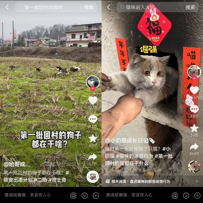 *批回村过年的猫狗