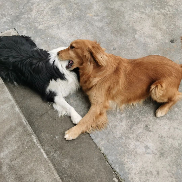 朱晨的狗在村里