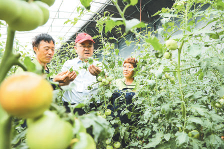 在安徽阜阳市颍东区插花镇，科技特派员正在向农户传授番茄病虫害防治技术。