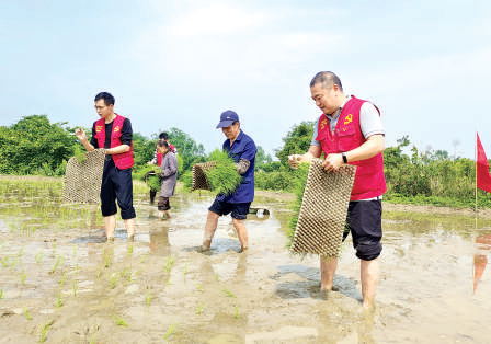 广西永福县太平村、大罗村驻村工作队队员帮助村民种植水稻。     