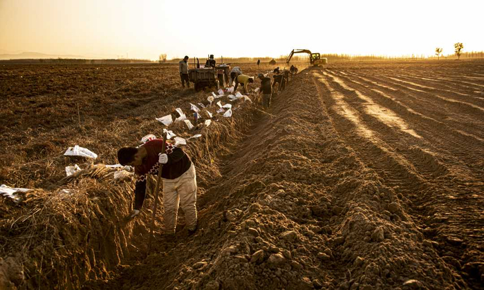 武陟县大封镇赵庄村村民正在挖怀山药。王琳锋摄