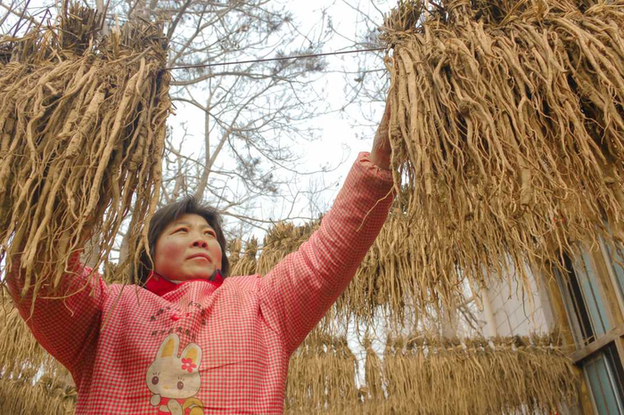 武陟县大封镇东唐郭村村民正在晾晒怀牛膝。王琳锋摄