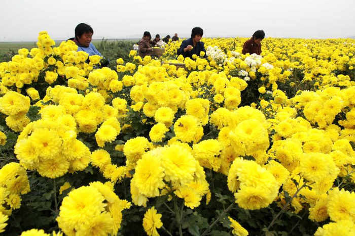 武陟县大虹桥乡南古村村民正在采摘怀菊花。王琳锋摄