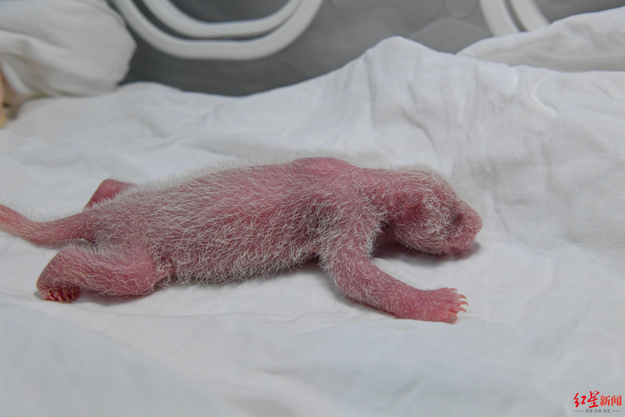 ▲出生4天的张卡崽