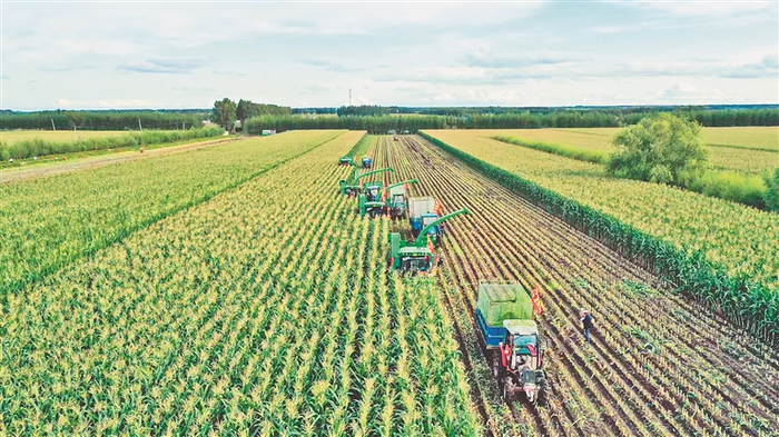 鲜食玉米采收。