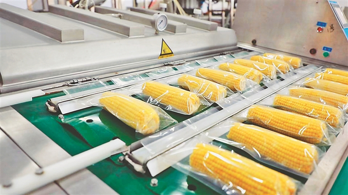 玉米加工。