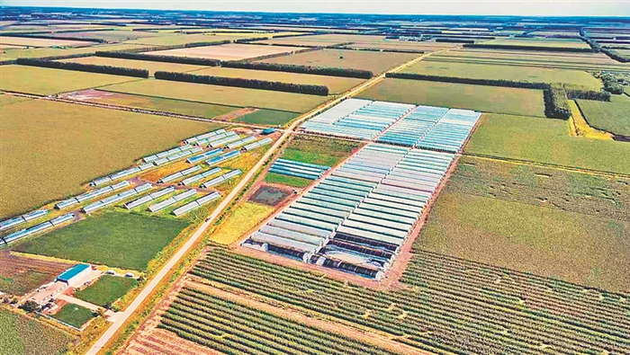 大董农业厂区及周边种植基地。